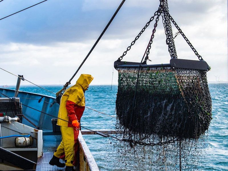 Malvinas otorgó 105 licencias ilegales para pescar calamar argentino
