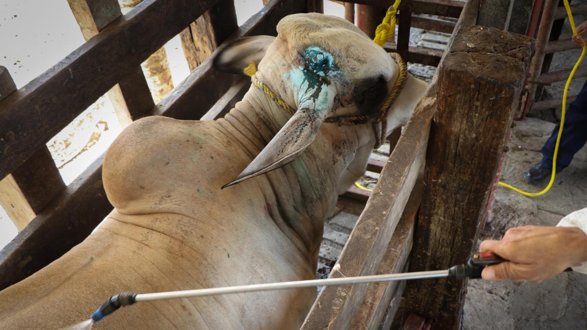 Ganaderos mexicanos tienden la mano a EU para combatir gusano barrenador