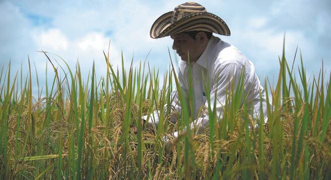 Gobierno extiende medidas para enfrentar crisis del arroz en Colombia: ¿cuáles son?