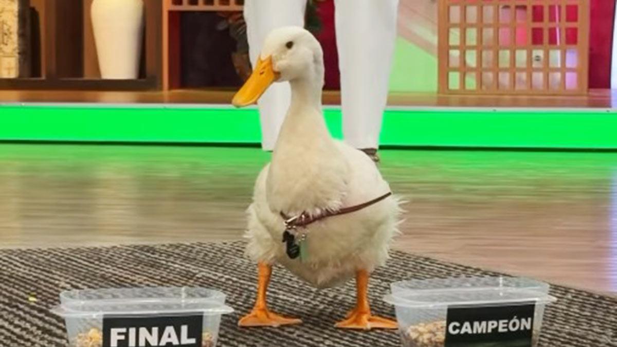 El famoso Pato Merlín predijo el futuro de México en el Mundial 2026