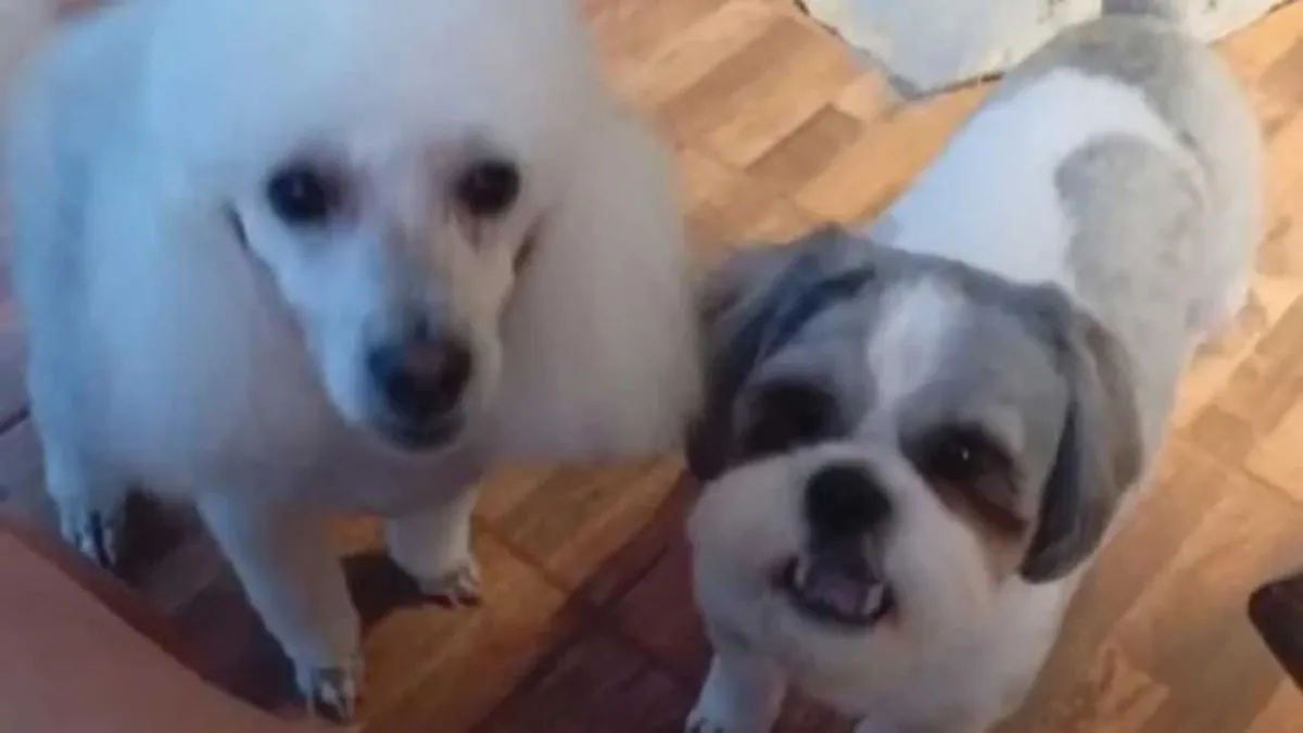 Reconocen a familia multiespecie en un caso de violencia familiar
