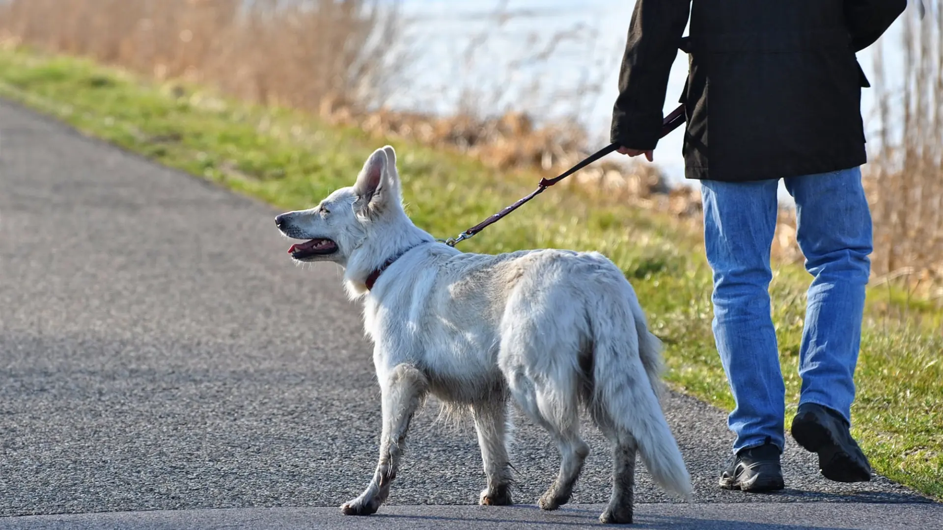 Una veterinaria señala el mayor error cuando sacas a pasear al perro: "No limites su sentido más desarrollado"
