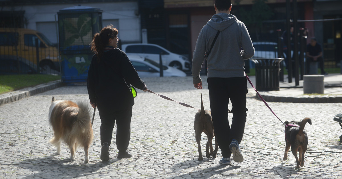Pasear al perro: la nueva excusa para conocer gente fuera de las apps que crece en los parques y plazas