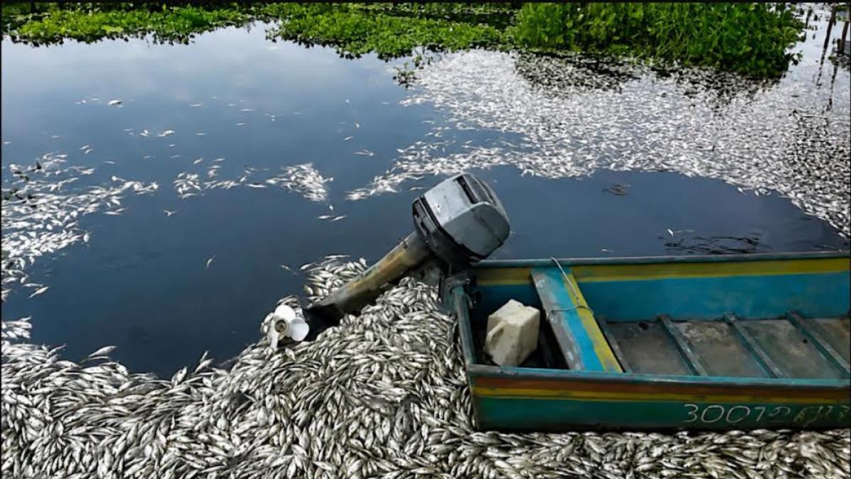 Mueren miles de peces, jaibas y tortugas en Cuenca del Papaloapan