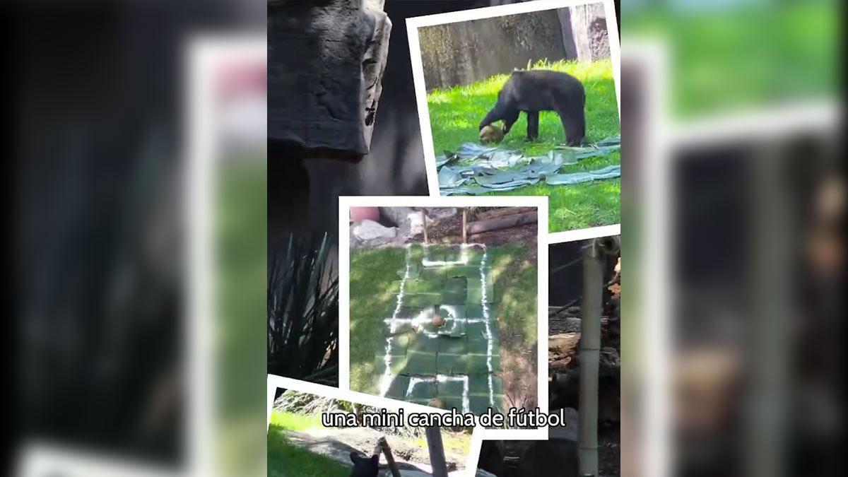 Zoológicos CDMX se suman a fiebre Mundialista: Osas negras echan