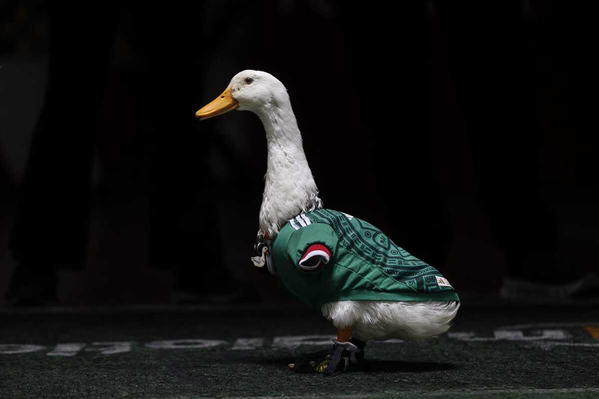 Derechos sobre el pato Merlín a familia son avalados por IMPI