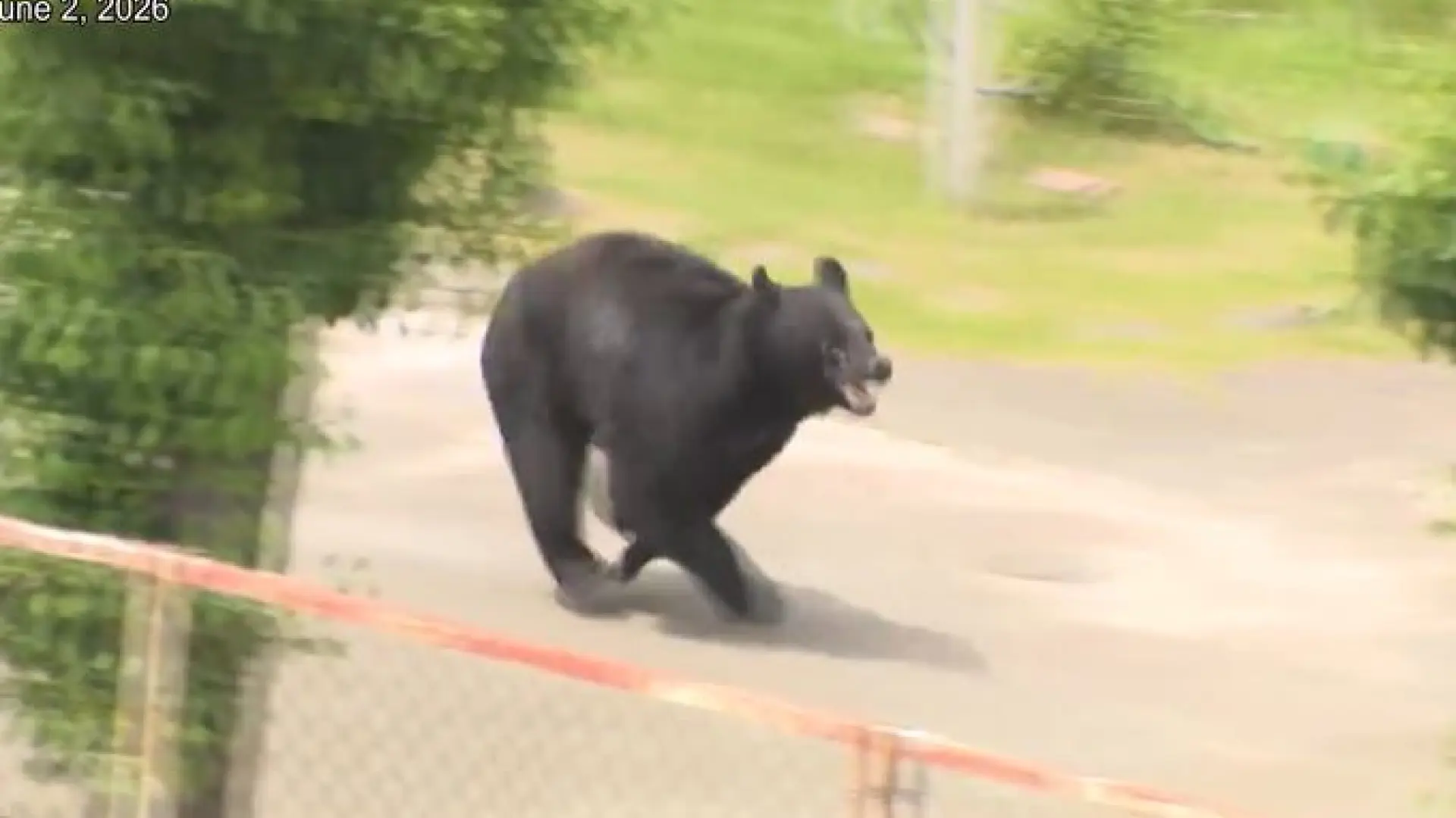 En Japón buscan a un oso "extremadamente inteligente" que ya ha atacado a cuatro personas