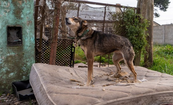 Abandonados, desnutridos y con lesiones: rescataron a dos perros maltratados