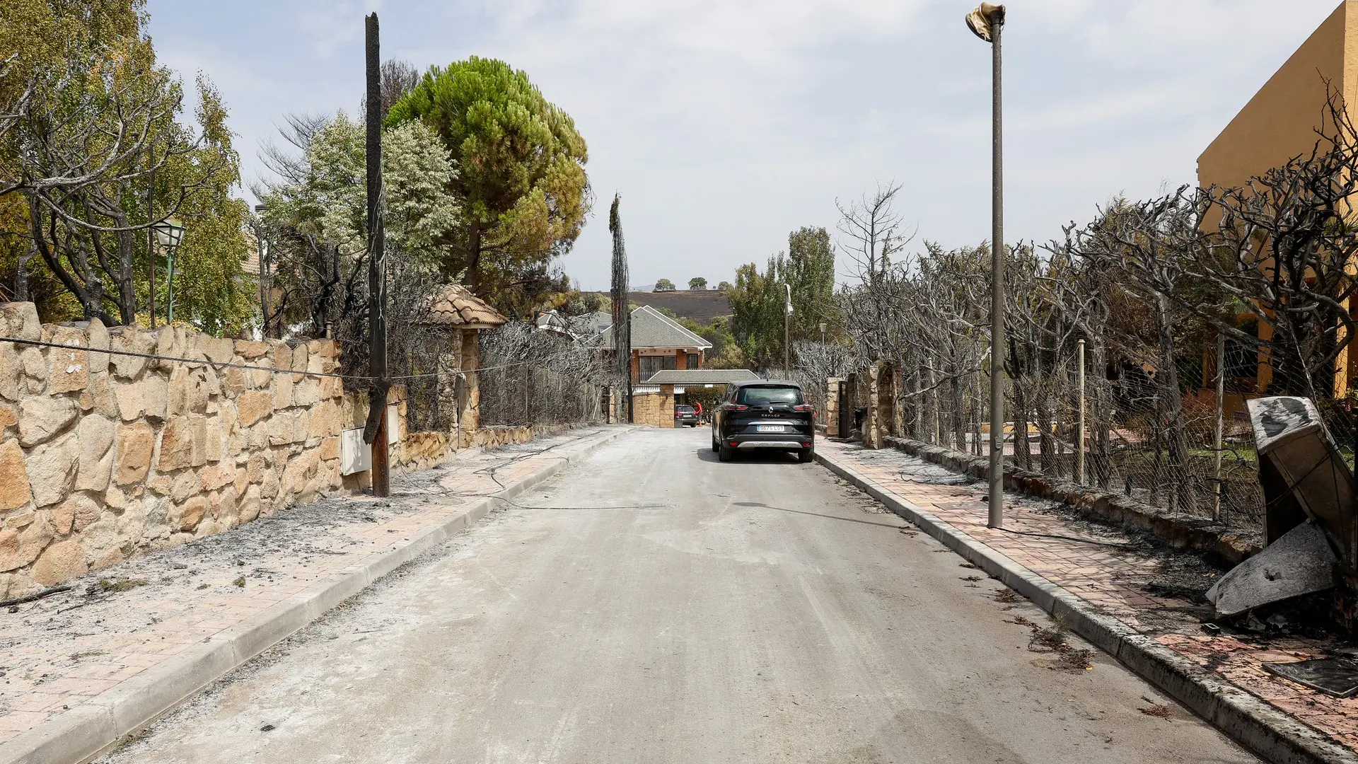 Madrid promoverá que los dueños de unifamiliares con arizónicas las cambien por plantas menos inflamables