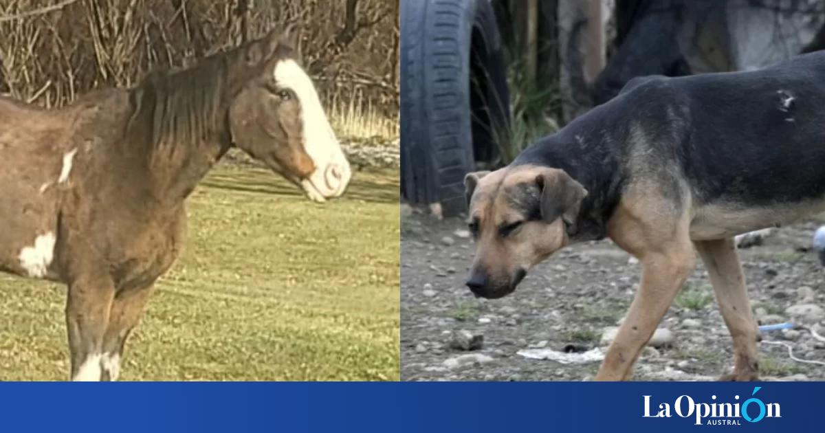 Del caso René a la jauría de Río Gallegos: el abandono animal vuelve al centro del debate
