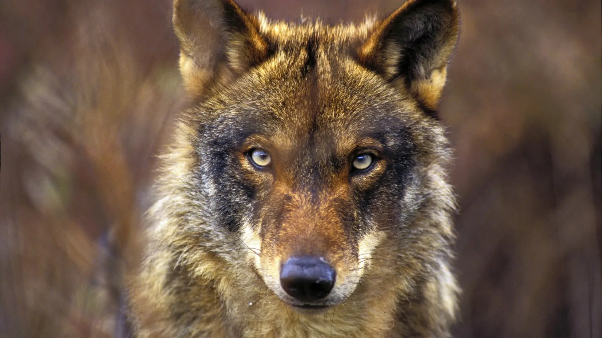 Las comunidades fuerzan a reportar a Bruselas que la conservación del lobo crece frente a un informe desfavorable de Aagesen