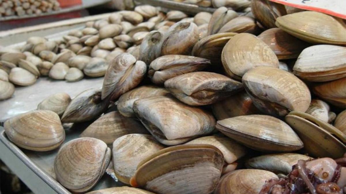 Veda en el Mar de Cortés: Cofepris detecta toxina mortal en moluscos