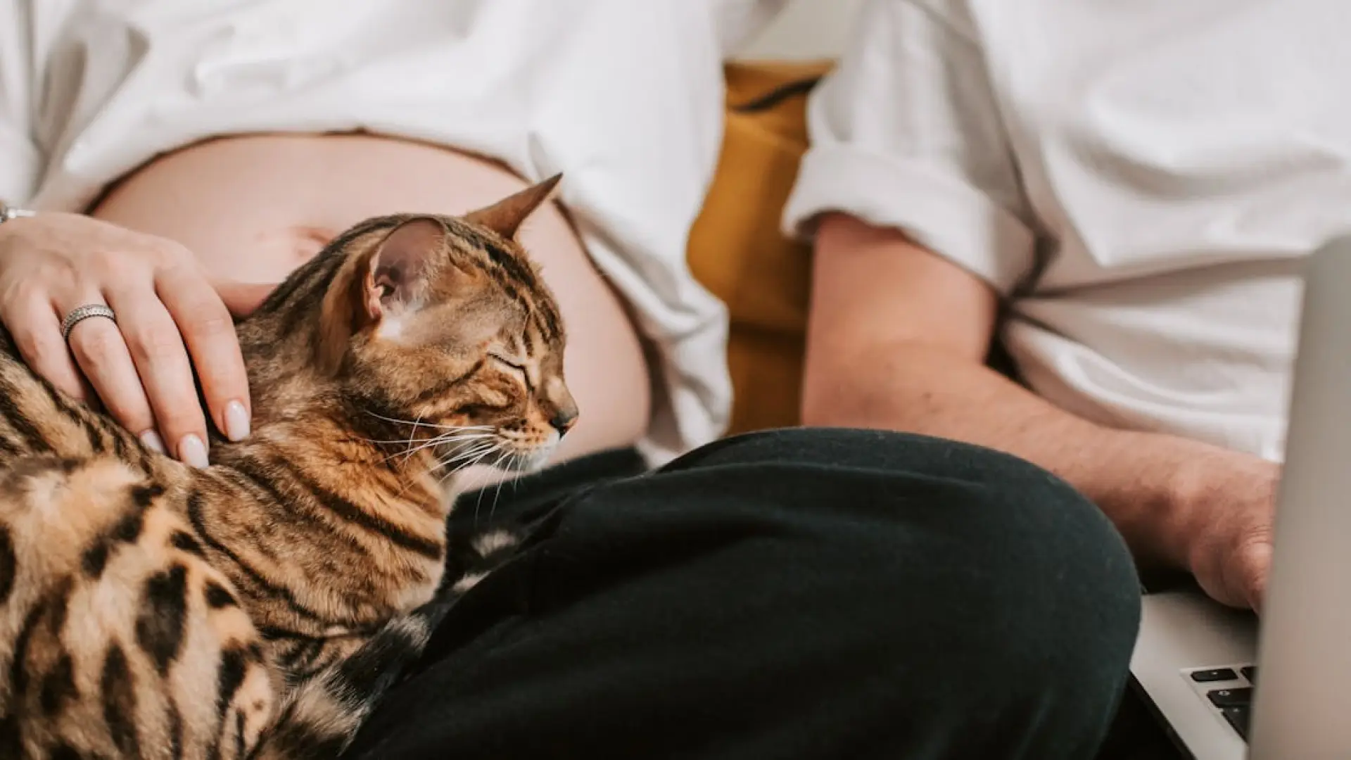 "No toques a tus gatos": el mito sobre toxoplasmosis que aún persigue a embarazadas