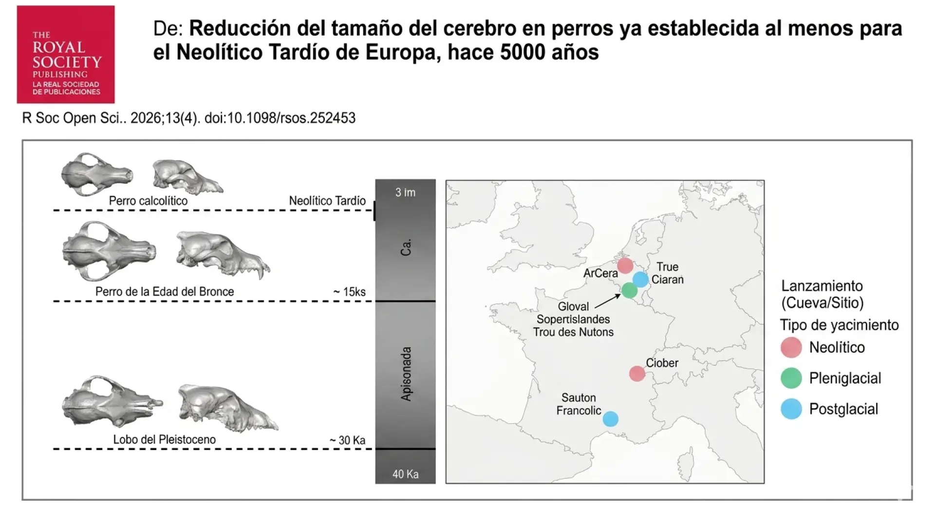 Los perros empezaron a tener cerebros más pequeños hace 5.000 años