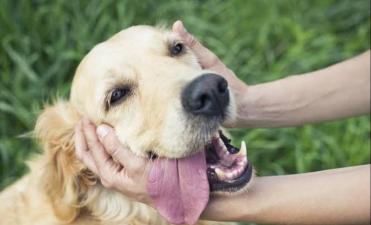 Un veterinario creó una aplicación que facilita el cuidado de las mascotas