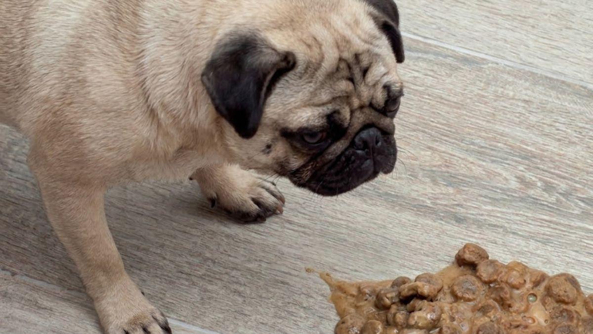 ¿Por qué mi perro vomita la comida sin digerir? Estas son las causas más comunes