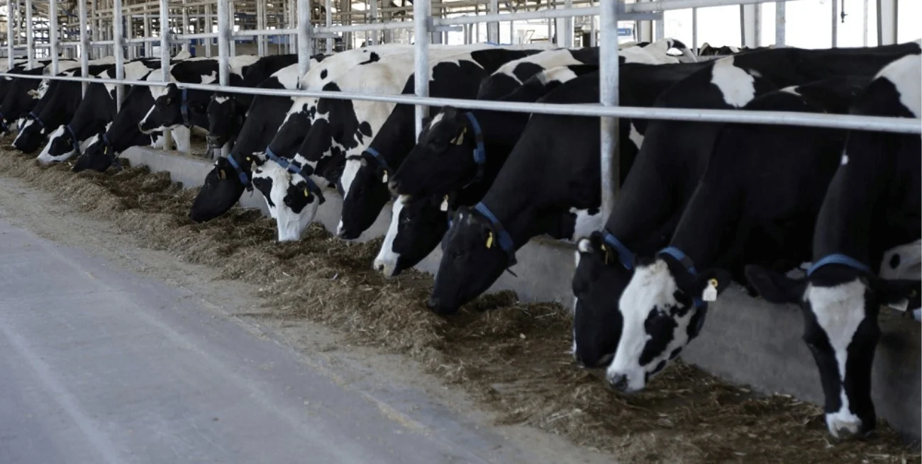 Tambos más eficientes: la Región Centro presentó un plan diferencial para la vacunación contra la aftosa