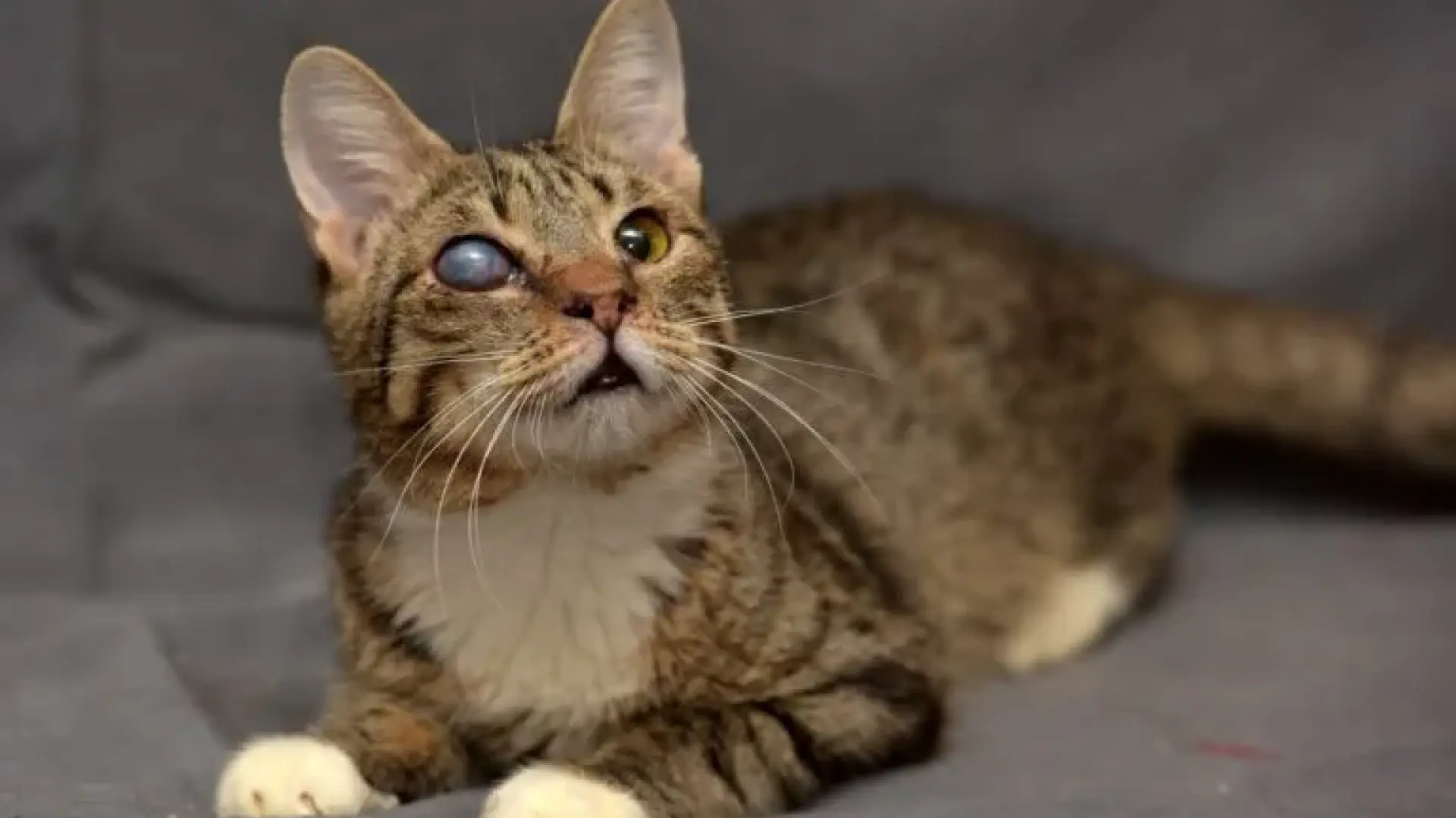 Cataratas en gatos: cuándo aparecen y qué tratamientos existen