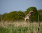 'Hold your nerve and trust nature': birds, bats and butterflies rebound at Somerset rewilding farm