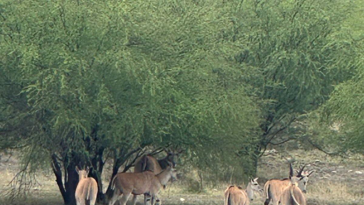 Monitorean gusano barrenador y captan antílopes africanos y especies exóticas en sierra de NL