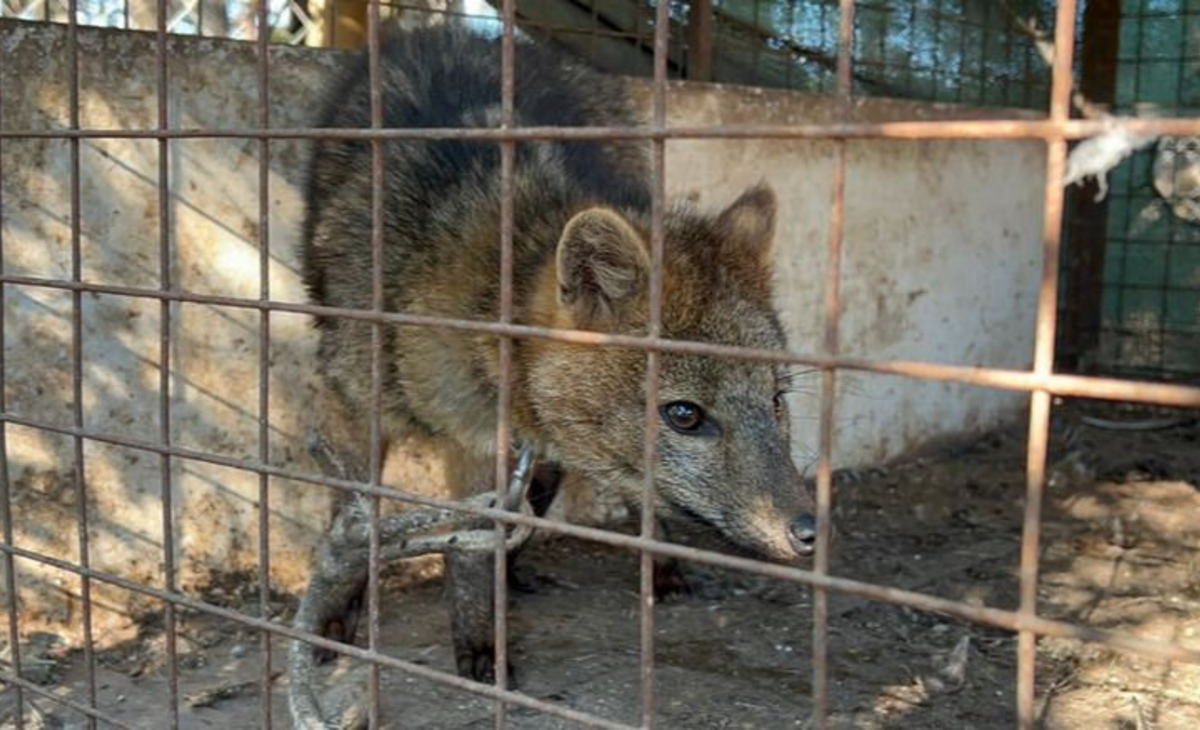 Rescataron a un zorro encadenado que era exhibido ilegalmente en una casa de comidas