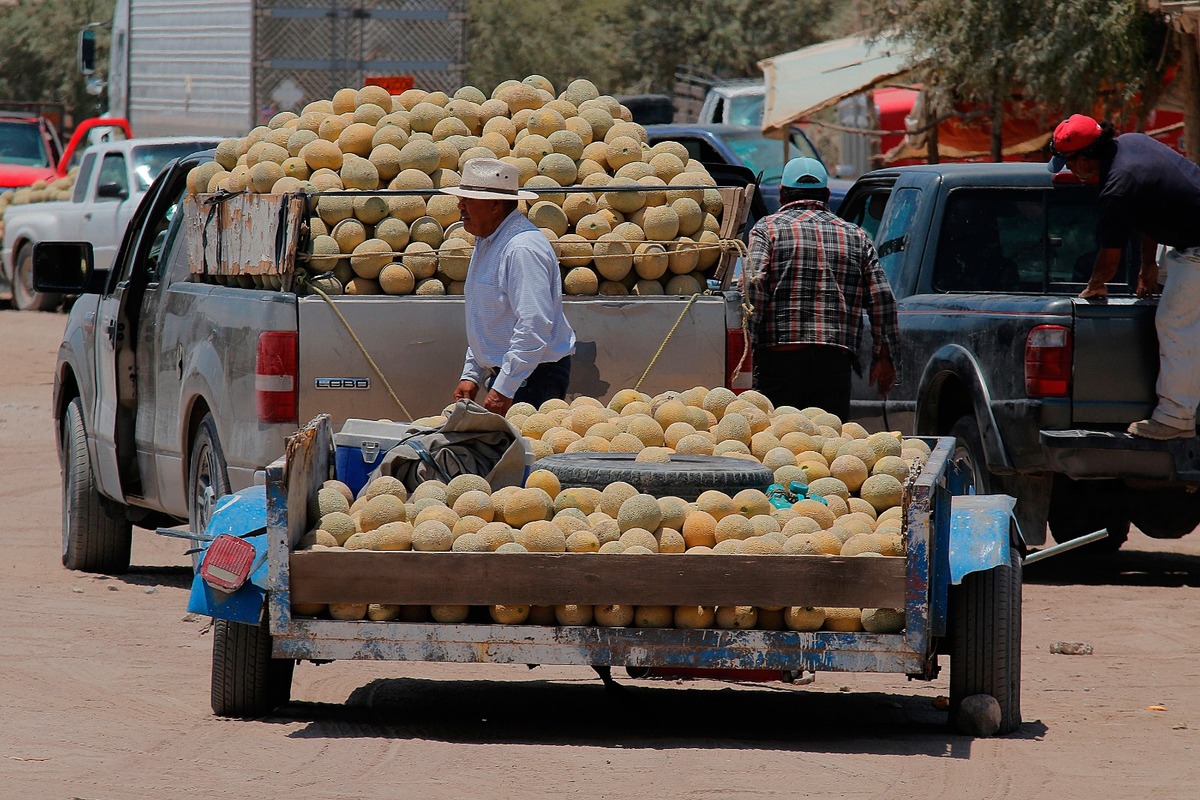 En Coahuila, productores de melón acusan a coyotes de precios altos