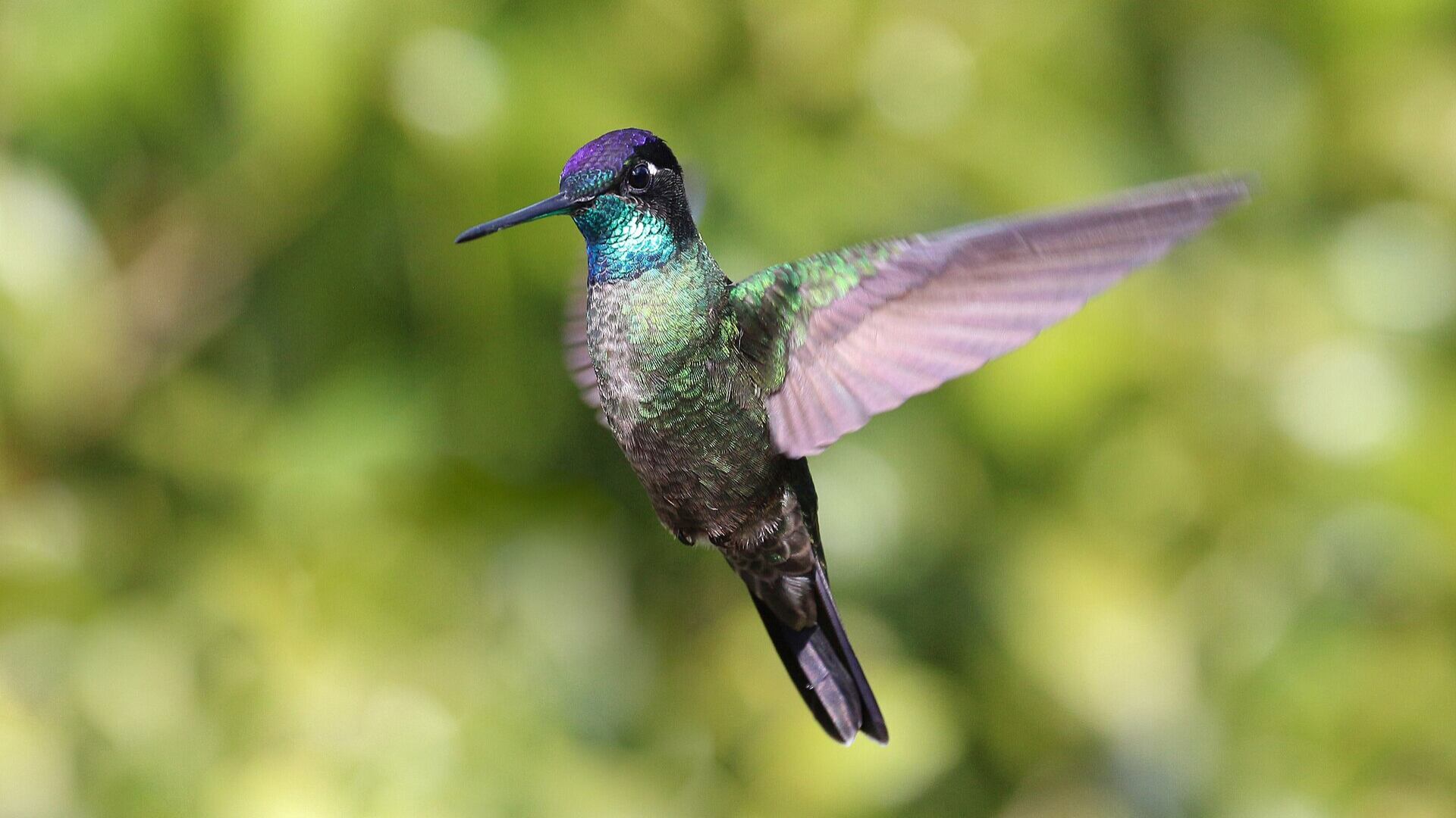 Científicos hallan una pista en Talamanca: ¿por qué los colibríes superan a las abejas en los bosques nubosos de Costa Rica?