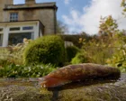 Gardeners beware: slugs returning after dry weather to threaten strawberries