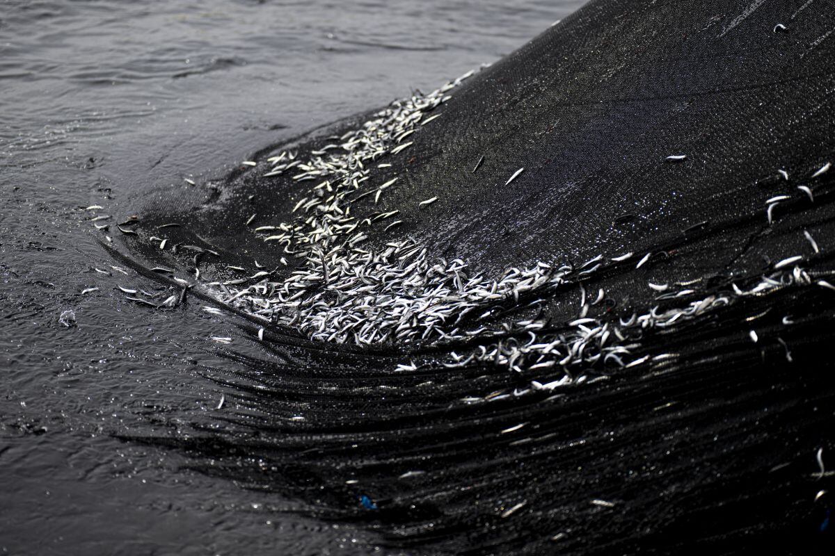 La pesca de anchoveta entra a aguas inciertas ante el fortalecimiento de El Niño: este es el escenario y las implicancias