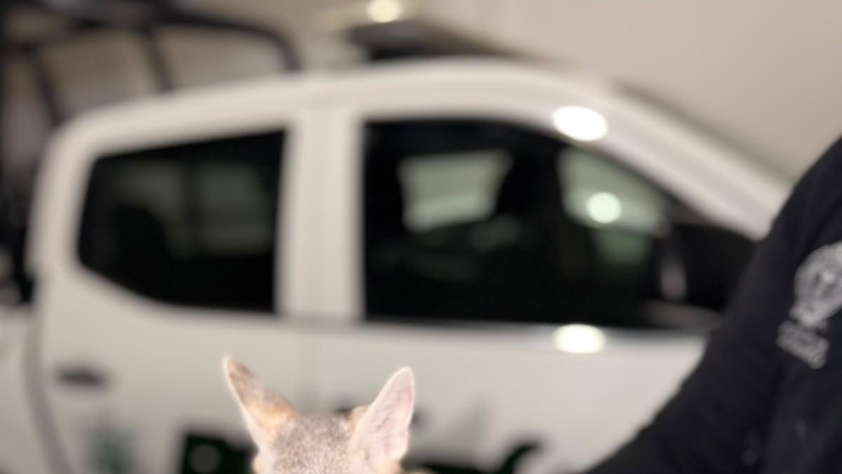 Policía ambiental de Durango rescata a cría de zorro