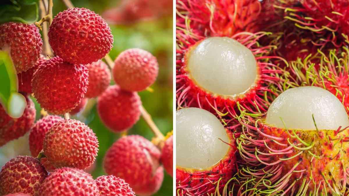 Diferencias entre litchi y rambután: ¿cómo distinguirlos en el mercado?