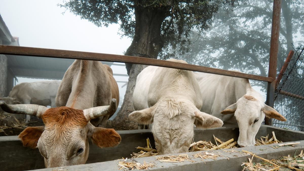 Alerta binacional: regresa el gusano barrenador a EU tras brotes en México