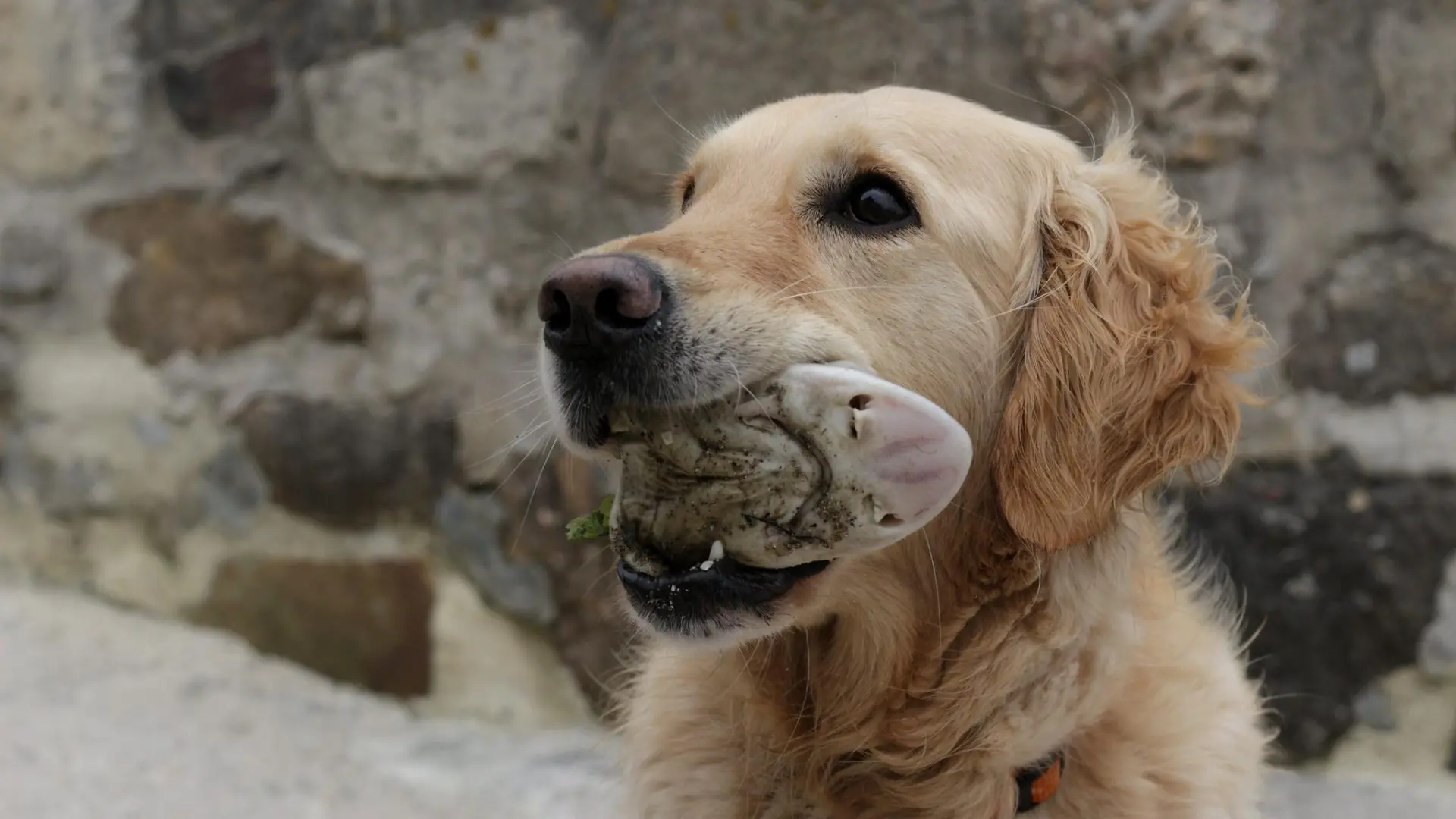 ¿Pueden los perros comer pescado? Qué tipos son seguros, cuáles no y los riesgos del pescado crudo
