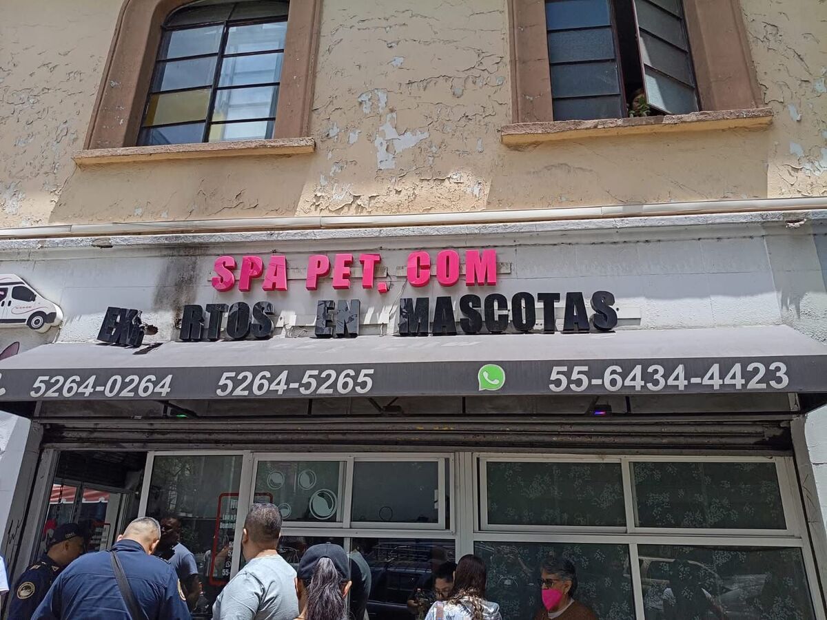 Muerte de Coco: ¿qué pasó con el pomerania de 10 meses en la Roma?