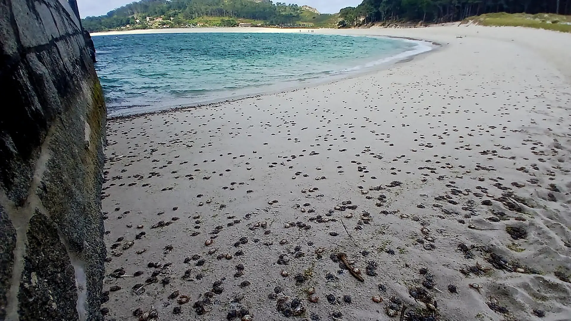 Invasión de cangrejos patudos en las islas Cíes: un fenómeno natural que sorprende por tercera vez este año