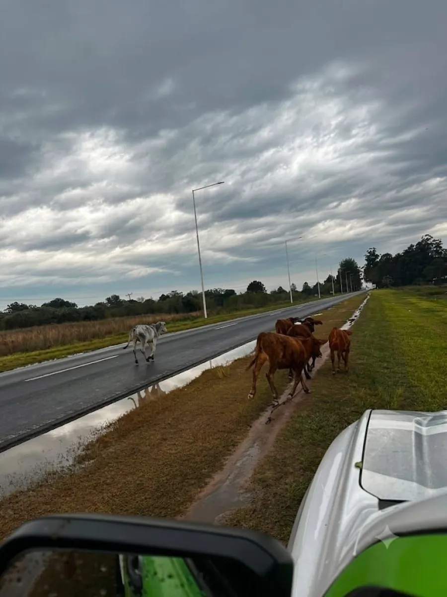 Ituzaingó: más multas por animales sueltos sobre la ruta 12