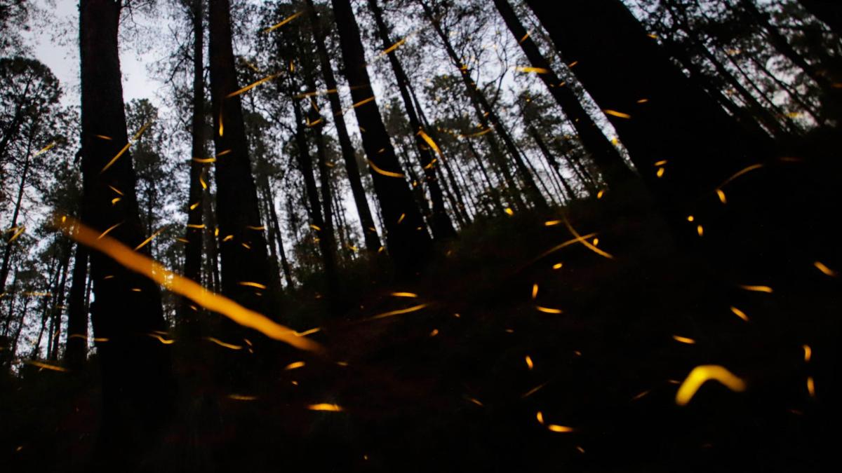 Bosques del Edomex se iluminan con temporada de luciérnagas