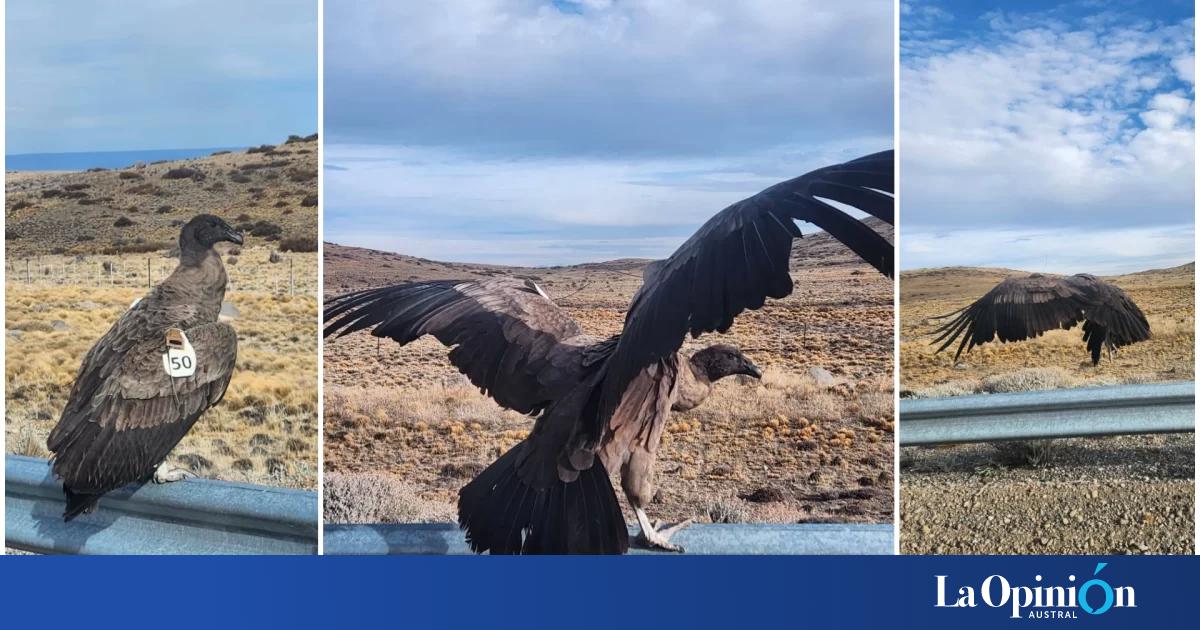 Avistaron a "Carmen", un cóndor andino que fue liberado en Chile, en Santa Cruz