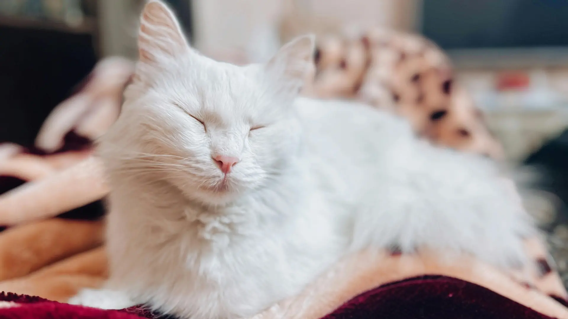 El cuidado del pelaje del gato deja de ser estética: "No es solo belleza, es salud"