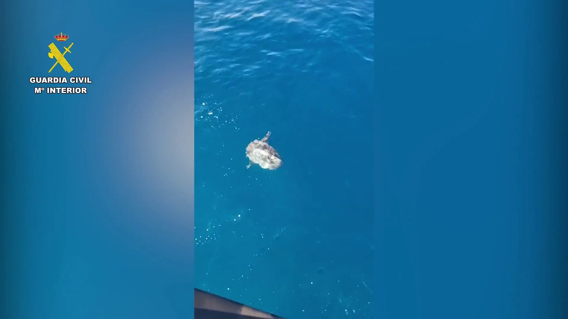 Liberan un pez luna de seis kilos en El Campello capturado por una red de pesca ilegal abandonada