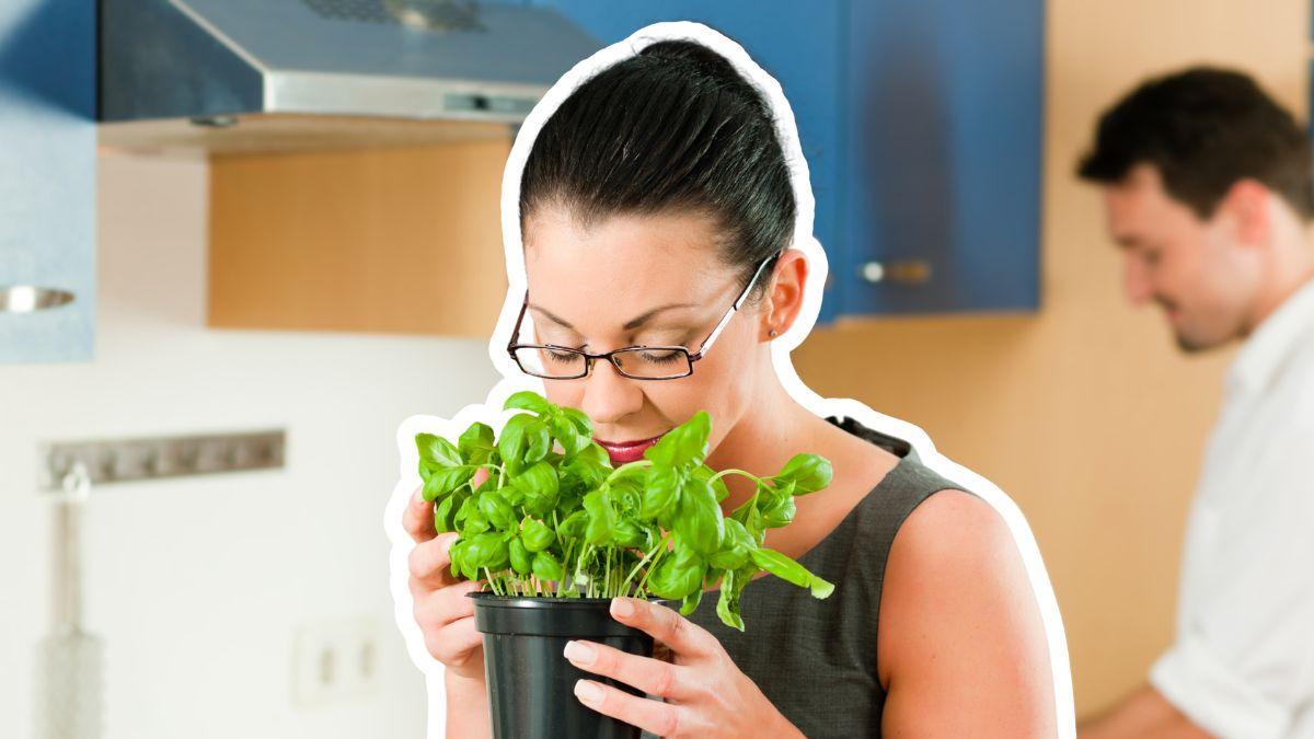 ¿Malos olores en casa? Estas plantas pueden ayudarte a mantener un ambiente más fresco