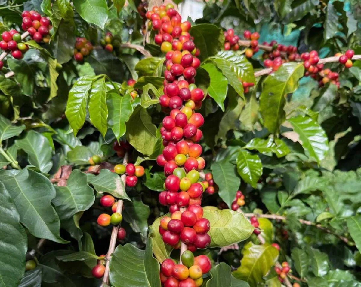 Entró en vigencia el programa de promoción de cultivo y comercialización de café