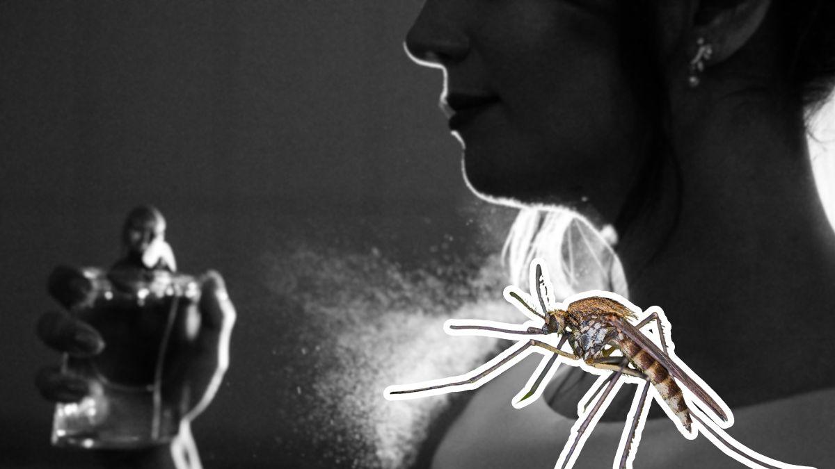 Olores que no debes usar en tu piel si no quieres que te piquen los mosquitos