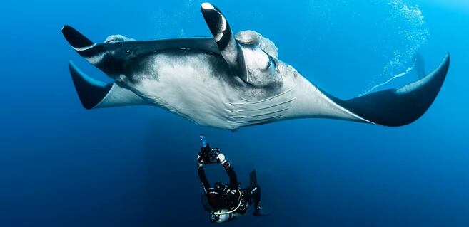 En vídeo: así se ve el ultrasonido a una mantaraya gigante embarazada en el océano