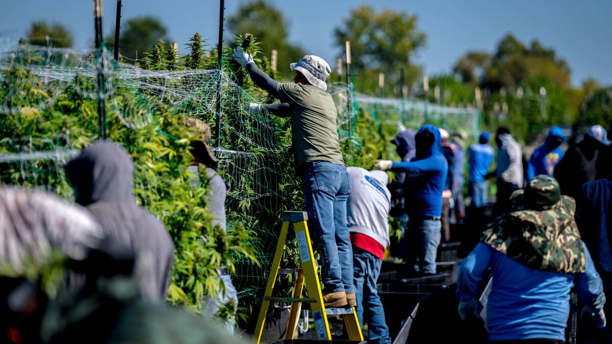 Venta de mariguana va a la baja en Estados Unidos