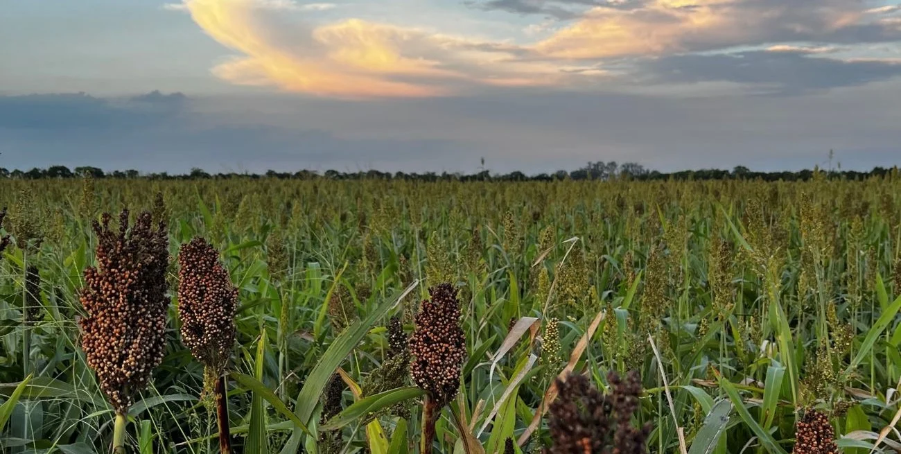 Tras una campaña récord, el sorgo ajusta su superficie, pero mantiene un importante aporte exportador