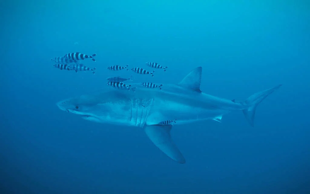 Diver has rare encounter with Great White shark in Mediterranean