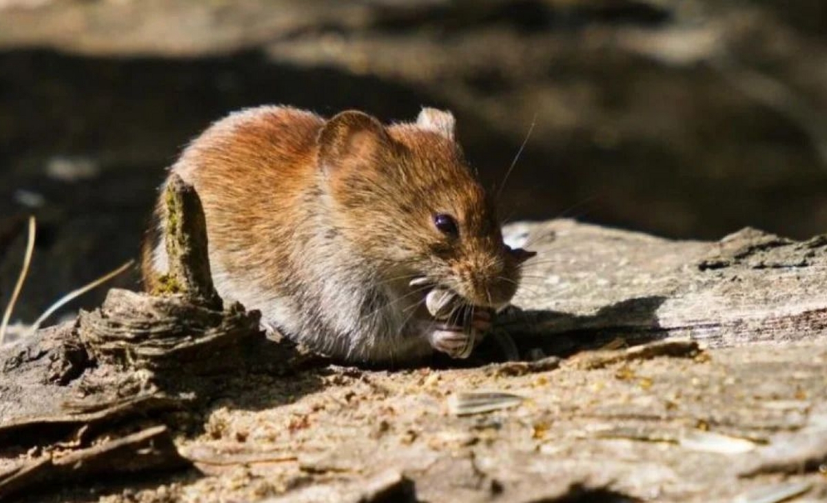 Hantavirus: notificaron casos nuevos y asciende el total