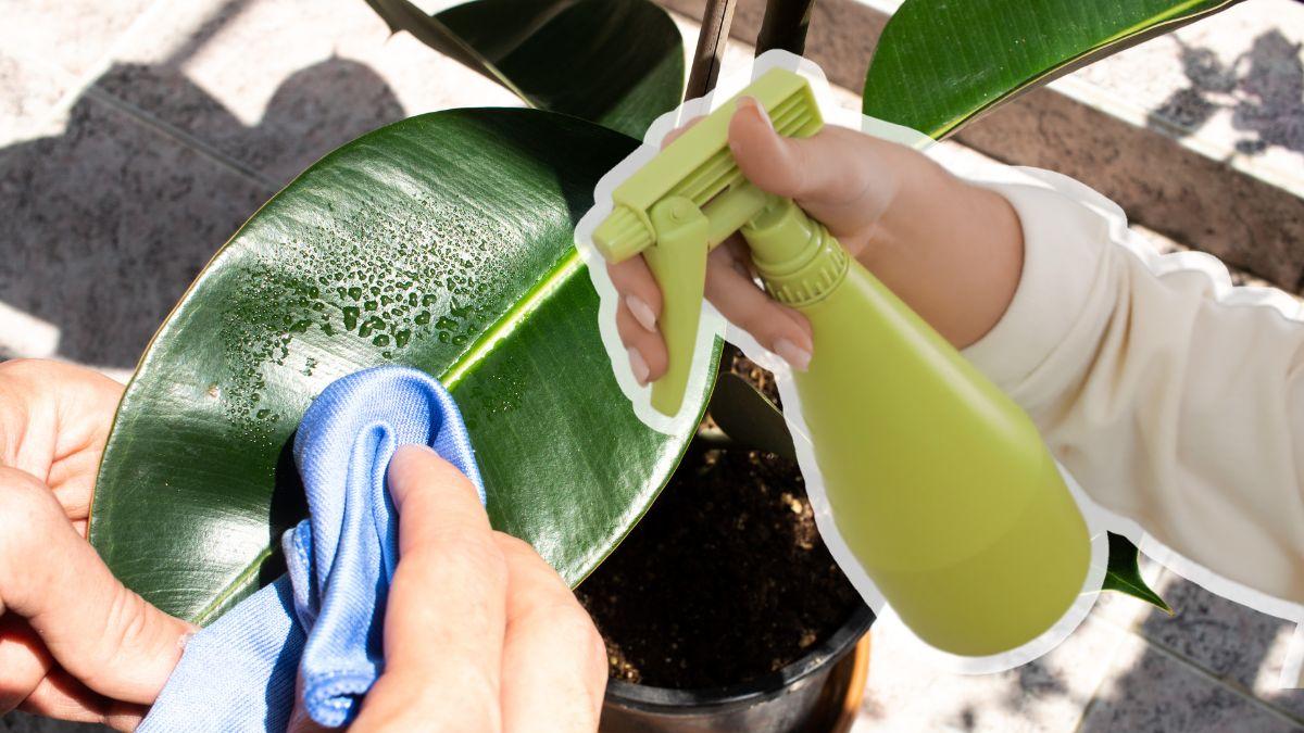 Abrillantador para plantas: cómo usarlo y evitar daños en las hojas