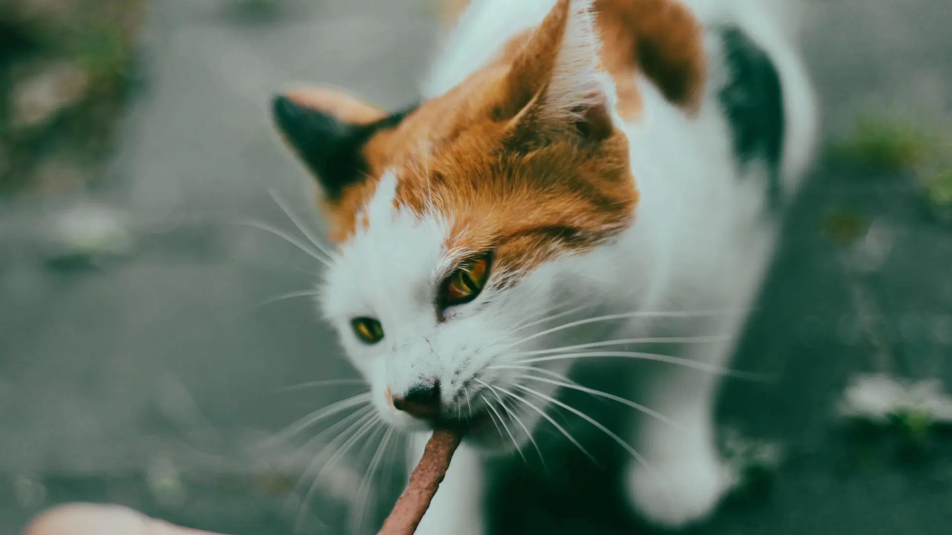 "Salvajismo" en un pueblo de Sevilla: denuncian mutilaciones de gatos con trampas ocultas